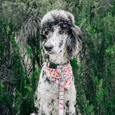 The Worthy Dog Wild Wild West Bandana Adjustable Square Tie-On Accessory 1 The Worthy Dog Wild Wild West Bandana Adjustable Square Tie-On Accessory