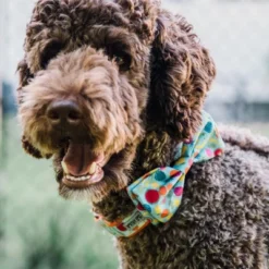 The Worthy Dog Tutti Frutti Adjustable Bow Tie Accessory -Pet Shop GUEST dd5f92e6 7785 4415 9a4b 2e5a17a5ed6f