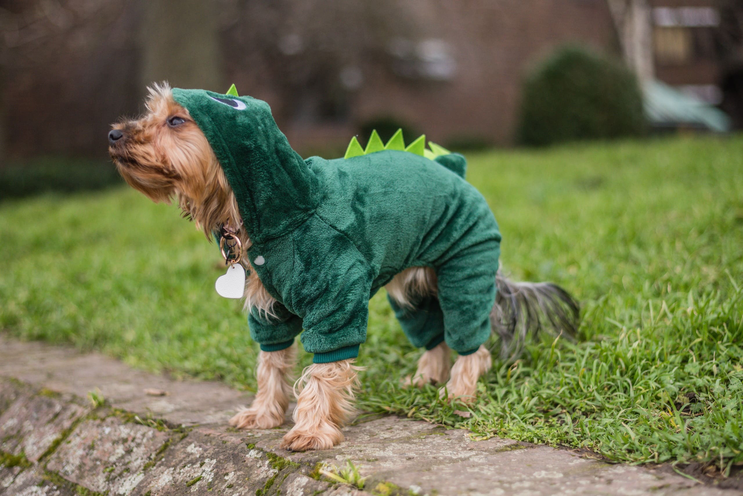 Front Page -Pet Shop PUPPY DINO SUIT 2 1